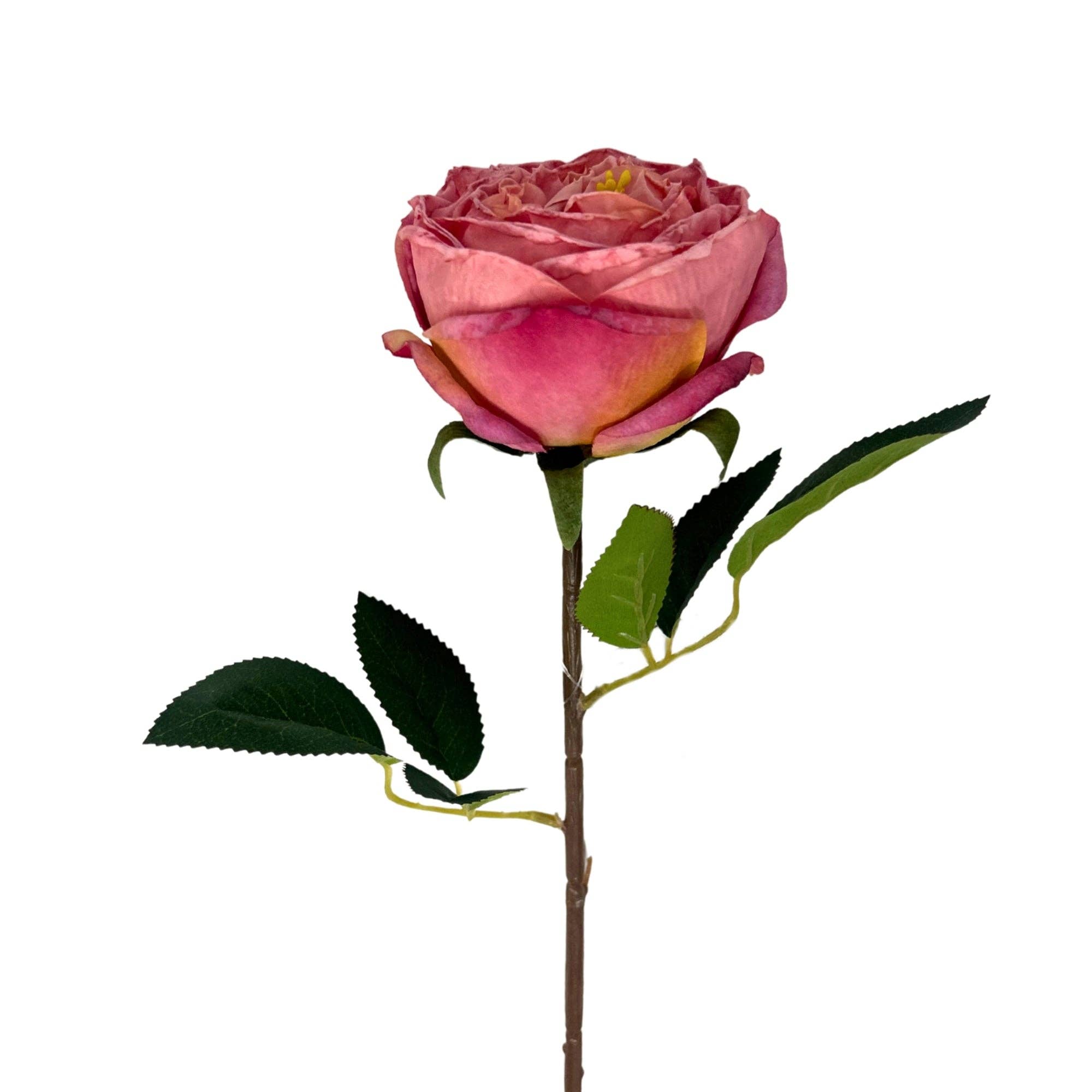 Windsor Rose Stem 24" - Mauve